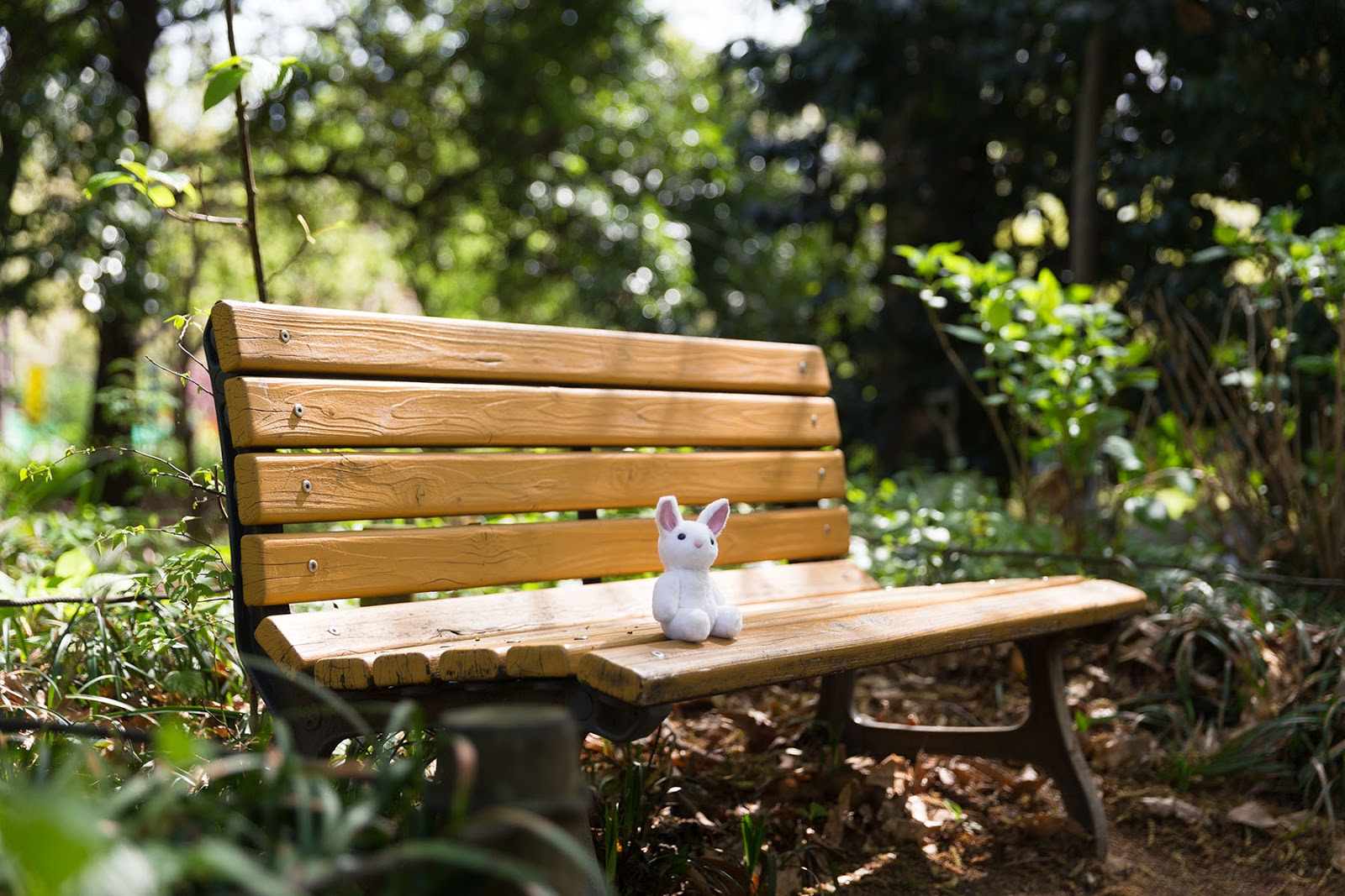 Sunny Day at the Park