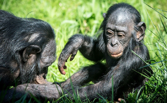 Бонобо славятся своей склонностью к социальным связям. Фото Global Look Press.