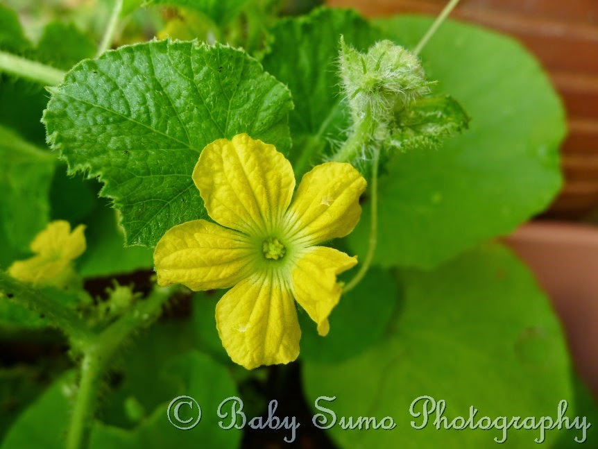 Baby Sumo Photography Rock melon & cherry tomato blooming KL,Malaysia
