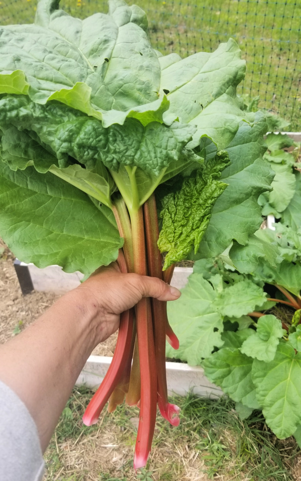 How to Plant a Strawberry Rhubarb Garden Fresh Eggs Daily®