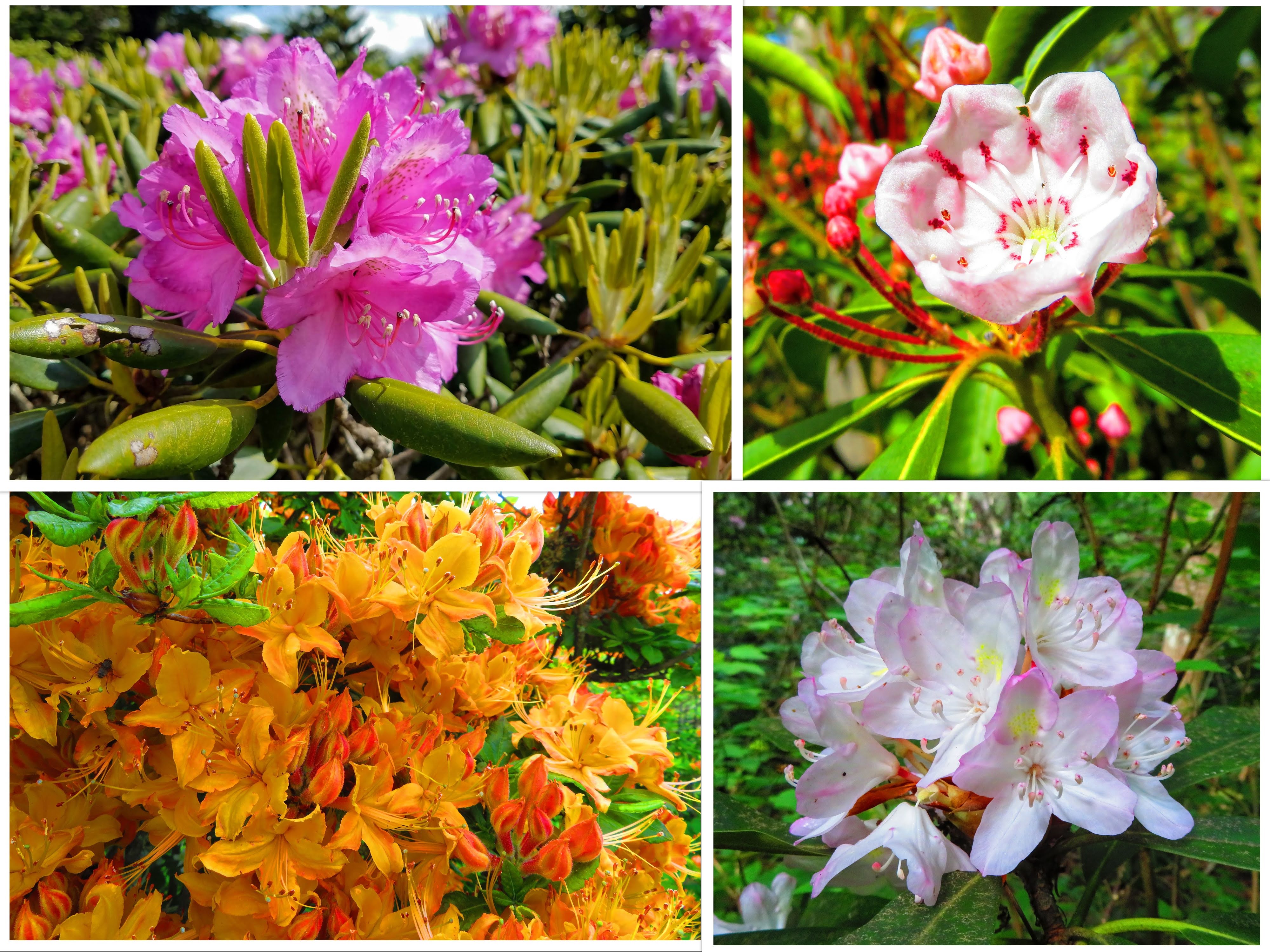 Tales From The Wood Booger Mountain Laurel, Flame Azalea