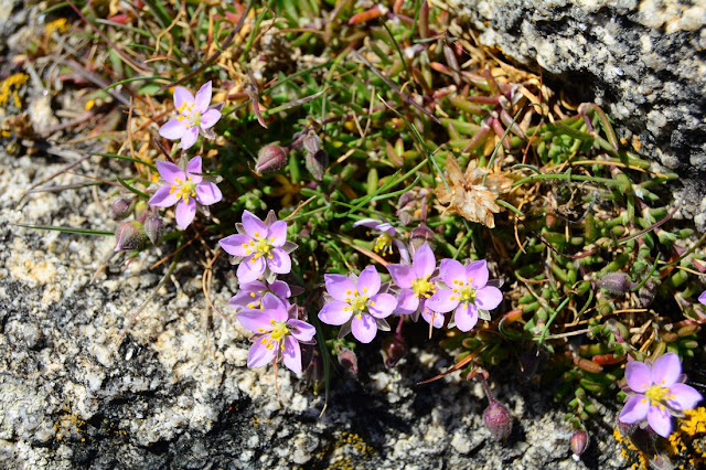 Spergularia rupicola Spergularia rupicola