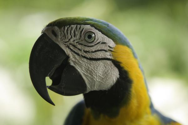 Kırmızı topuklu ayakkabı, bir kadının "kadınlık katsayısını" yükseltir
