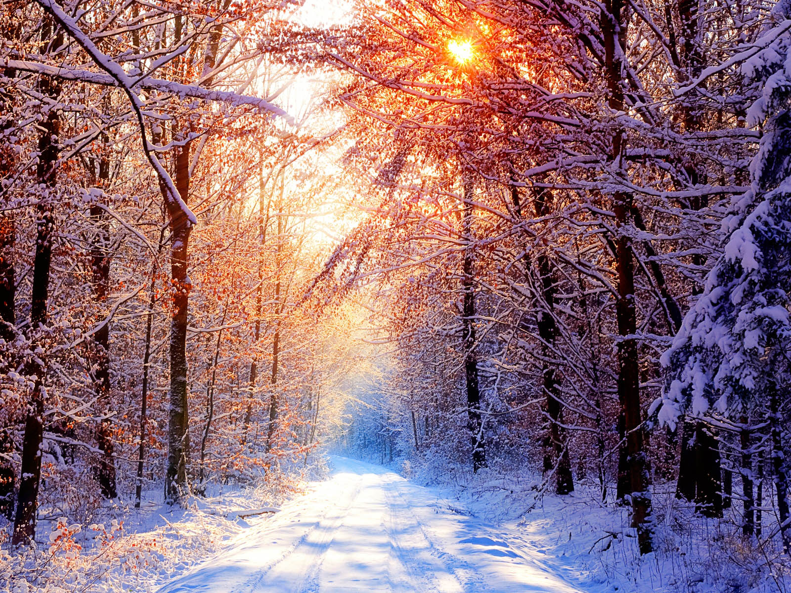 Wallpaper Winter Desktop Wallpapers And Backgrounds