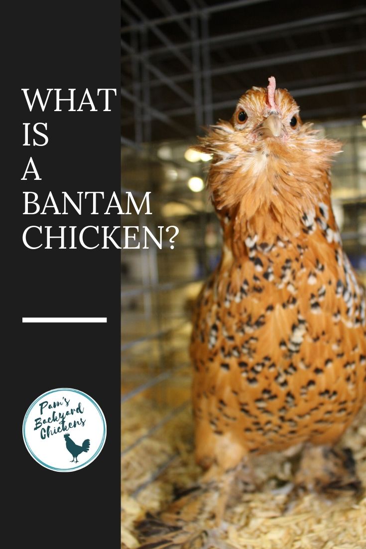 Pam's Backyard Chickens What is a Bantam Chicken?