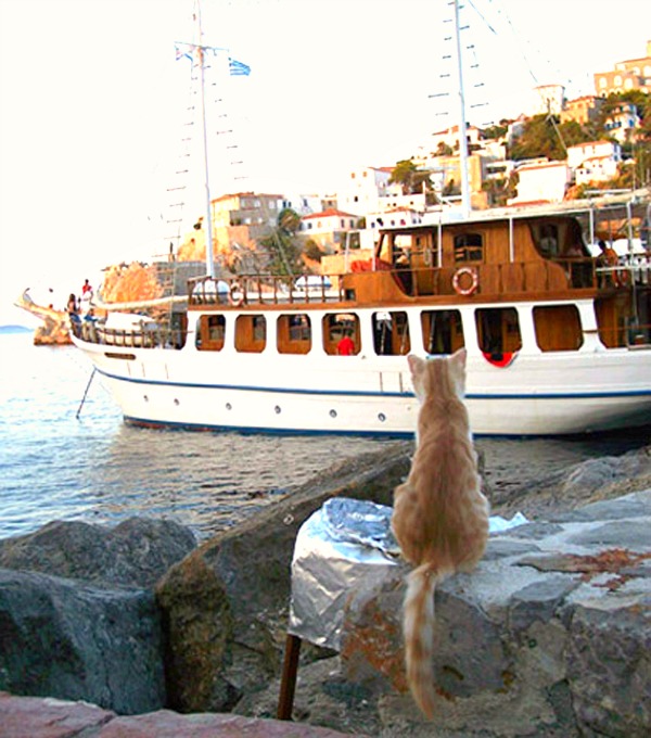 hydra harbor cat