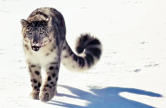 AI: How Can We Conserve Endangered Snow Leopards In Pakistan Using