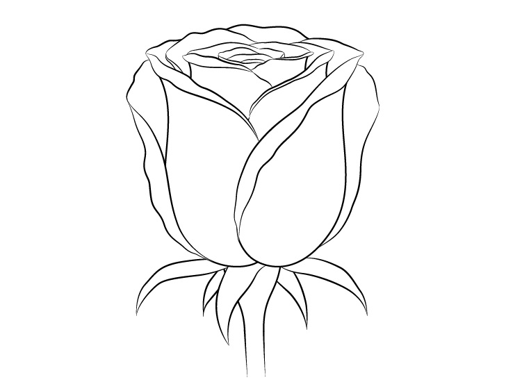 Cara Menggambar Mawar Langkah Demi Langkah Anidraw