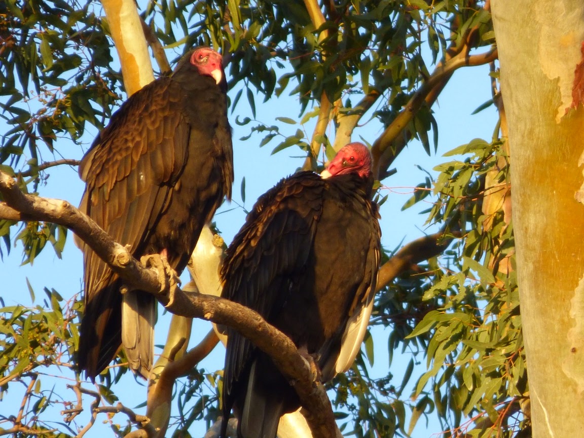 Geotripper's California Birds Bird of the Day Turkey Vultures at