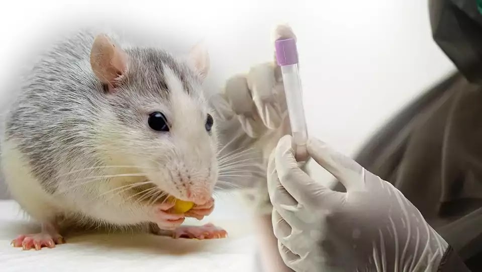 Rodent Diseases Dangerous Illnesses Spread by Rats and Mice BizGlob