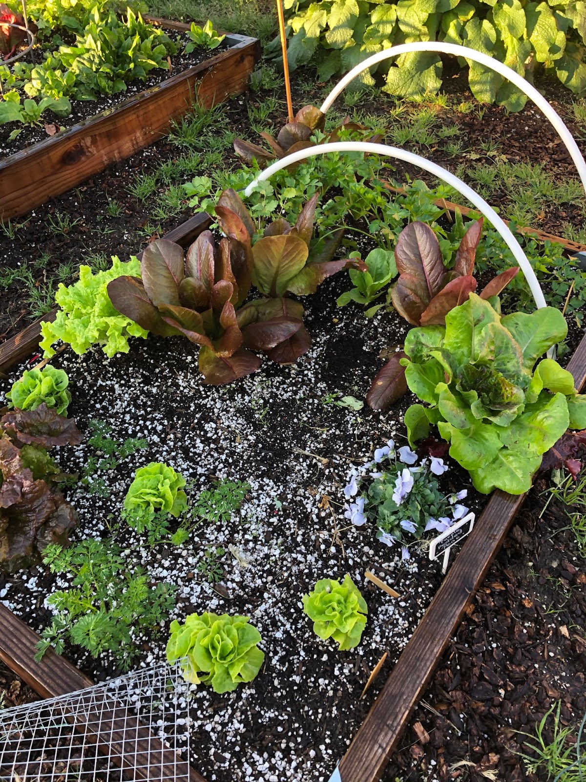Why I Love To Garden Beds of Mix Lettuce