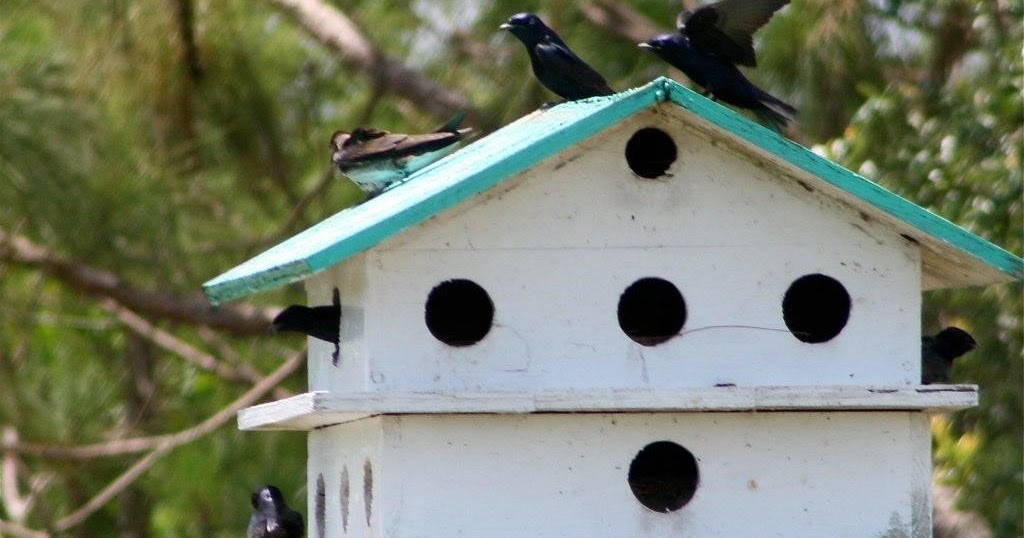 Wild Wonderings Providing Backyard Shelter for Wildlife
