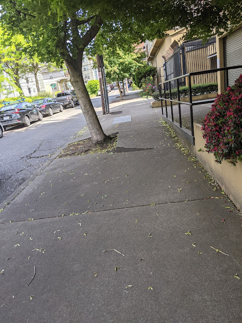 A building has been there long enough for the tree to crack the sidewalk