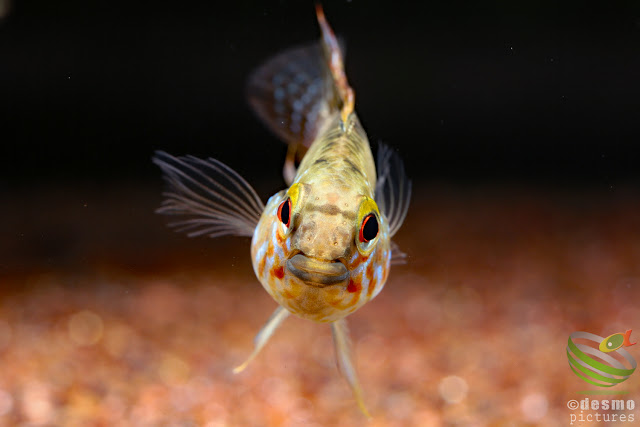 Apistogramma sp. unibrow