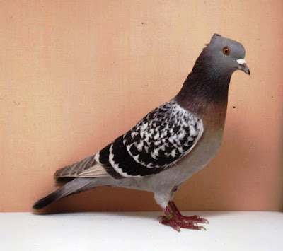 colour pigeons