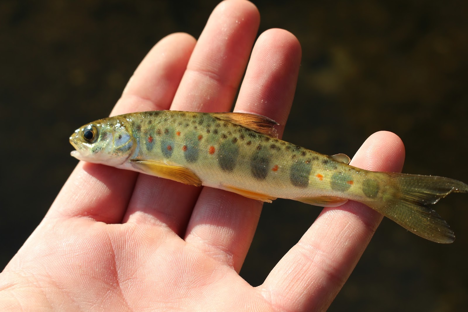 the-chubby-trout