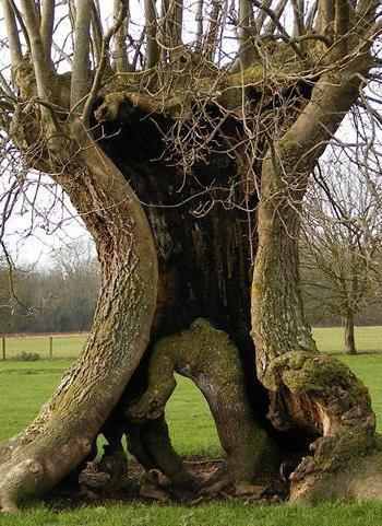 Look at Nature: Ancient Ash Pollard.