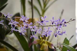 , Mostre primaverili: Horti di Veio e Monteporzio catone 2017, diarid'orchidee