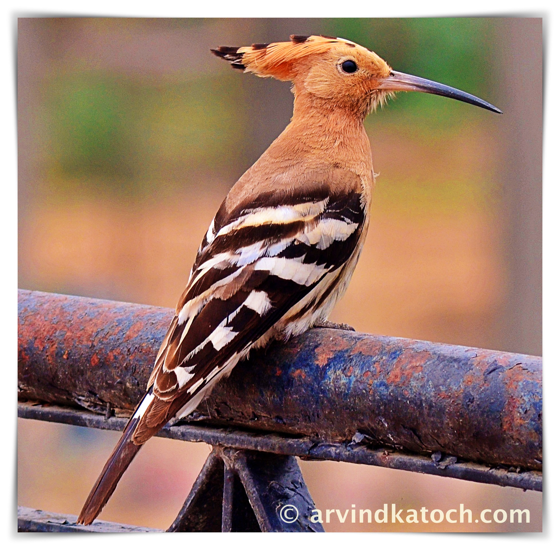 Hoopoe Pictures and Detail (Upupa epops) A Colorful Bird with a Crown