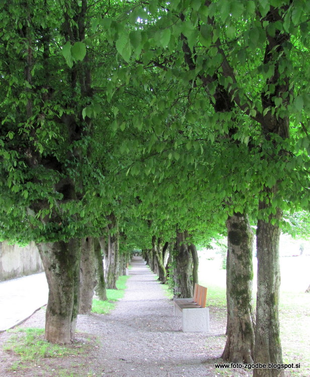 Radovljica, gabrov drevored Slovenija, Gorenjska