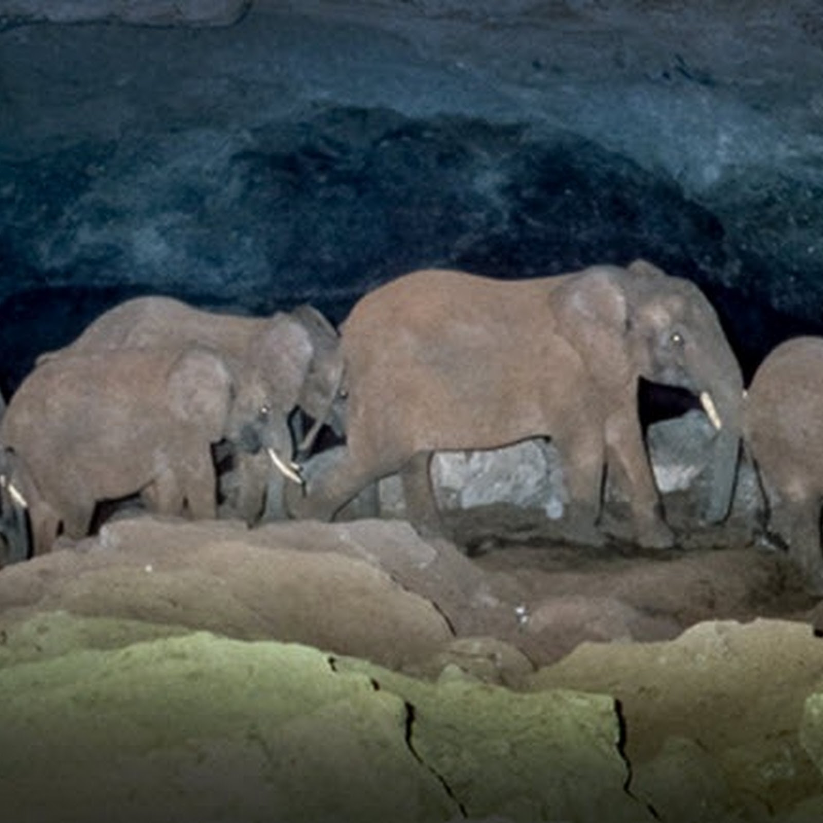 The elephant is mine. Пещера КИТУМ. Пещера КИТУМ Кения. Слоны в пещере. Слоновья пещера.