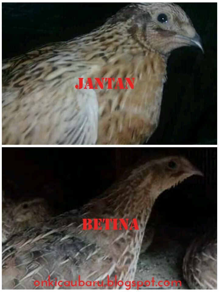 Ciri Ciri Perbedaan Burung Puyuh Jantan Dan Betina On Kicau Baru