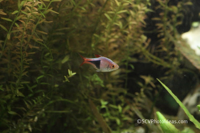 Harlequin Rasbora (Trigonostigma heteromorpha)