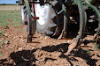 Harrowing sunflowers