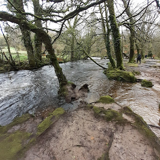 Tree roots reach like fingers at the edge of a river, the river is just over the bank