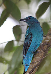 bluebird fairy asian bird