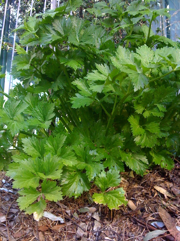 Grow Celery from Grocery Store Stalks (Plus, How to Preserve Celery