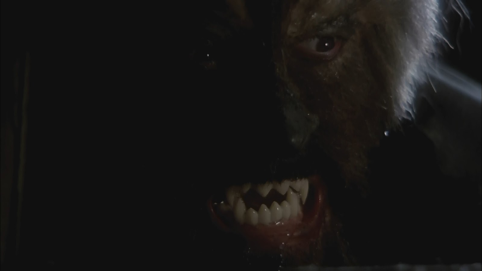 HORROR 101 with Dr. AC: NIGHT OF THE WEREWOLF (1981) Blu-ray review