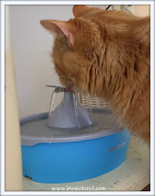 What's In The Box ©BionicBasil®The Drinkwell® Fudge Using The  Butterfly Pet Fountain