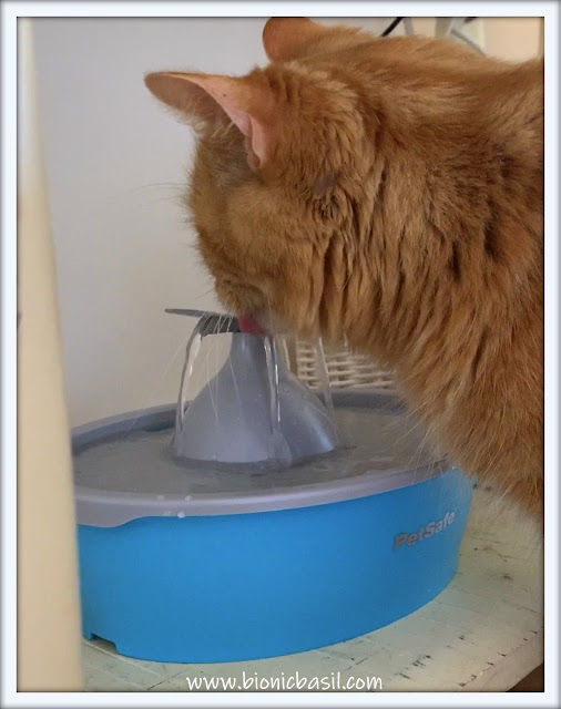 What's In The Box ©BionicBasil®The Drinkwell® Fudge Using The  Butterfly Pet Fountain