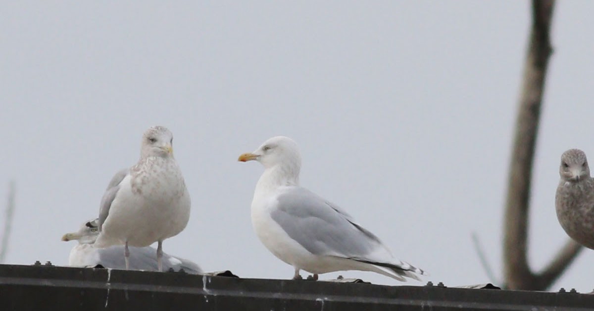 adult Glaucous x Herring Gull (hybrid)