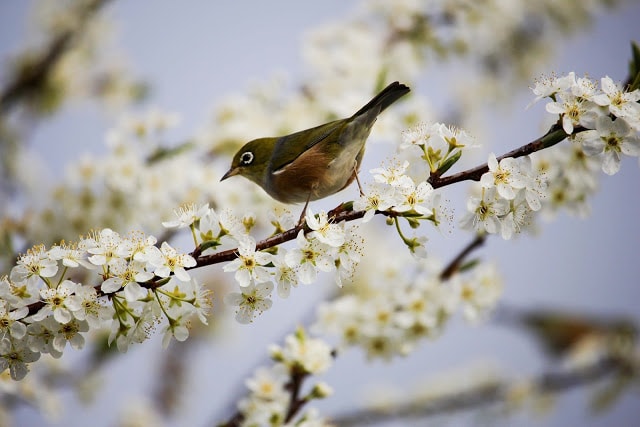 The Spring Tag Robin in a tree