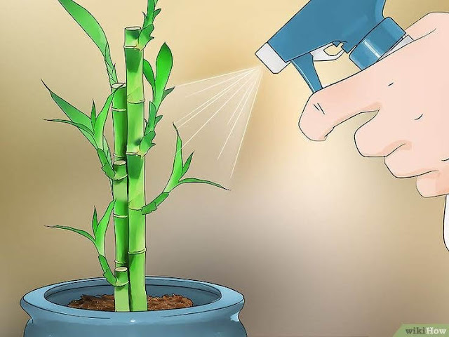 Save Plant