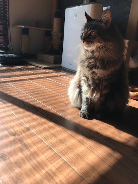 ねこバー Bar 暖かいところに