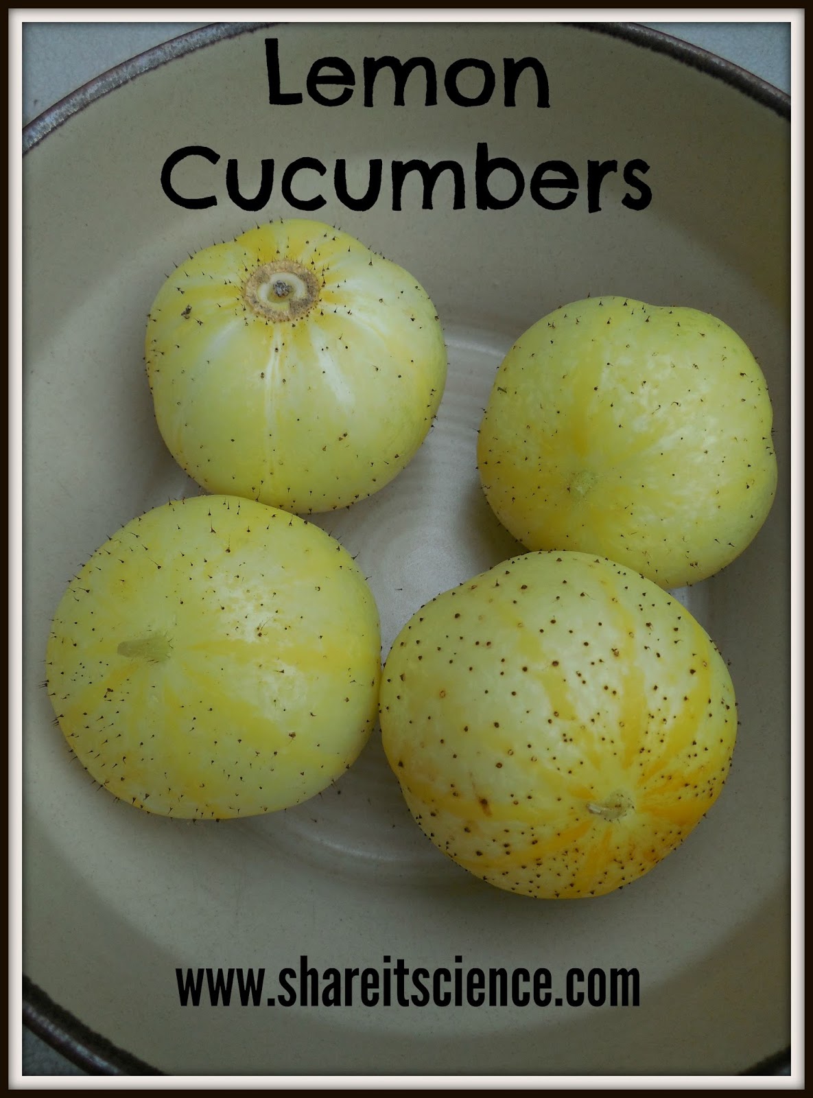 Share it! Science Glimpse of the Garden Week 22, Lemon Cucumbers