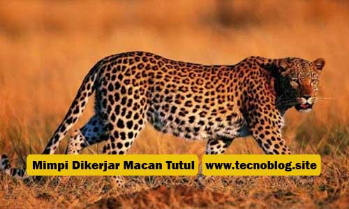Ramalan Angka Dari Mimpi Dikejar - Kejar Macan Tutul