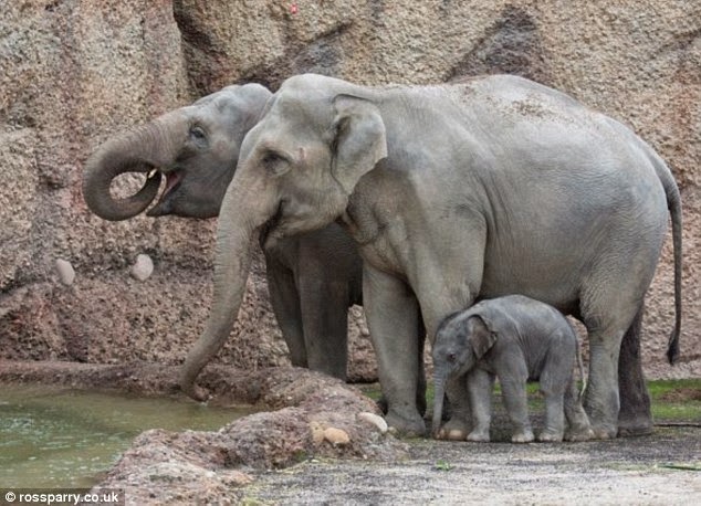 الفيل الصغير مع العائلة مرة أخرى