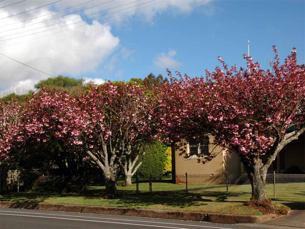 The Nature of Robertson Cherry Blossom Time in Robertson