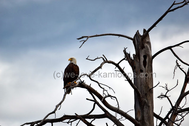 The eagles sits alertly to watch for food.