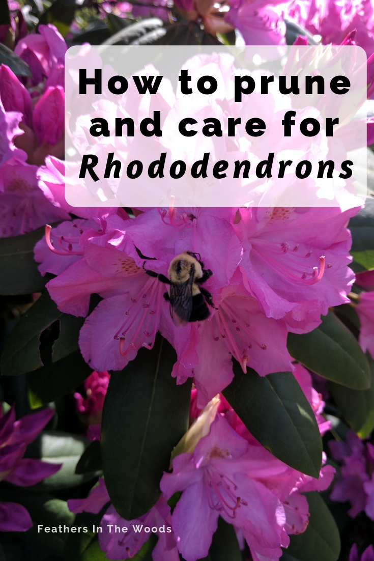 Caring For And Pruning Rhododendrons Feathers In The Woods