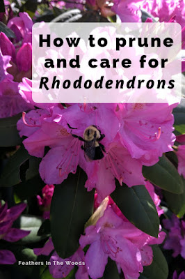 How to prune and care for rhododendrons