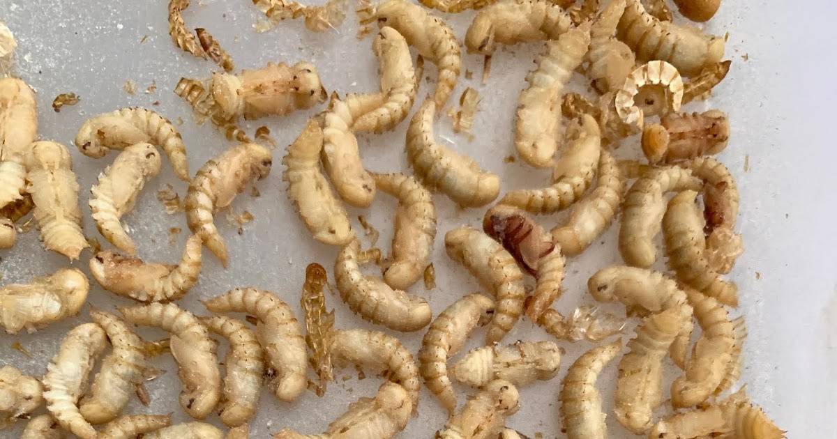 Growing Mealworms