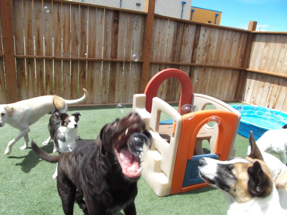 Bark City Doggy Daycare