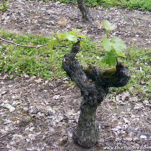 Frost damaged vine, Chinon, Indre et Loire, France. Photo by Loire Valley Time Travel.