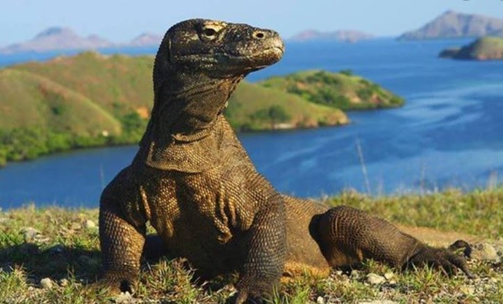Komodo Adalah Jenis Fauna Yang Terdapat Di Pulau Jafarull