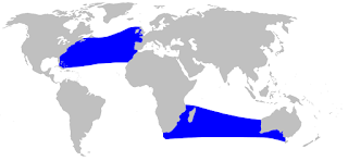 True gagalı balinasının yayılım haritası